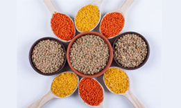 Pulses and Lentils Sabari Traders